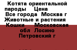 Котята ориентальной пароды  › Цена ­ 12 000 - Все города, Москва г. Животные и растения » Кошки   . Московская обл.,Лосино-Петровский г.